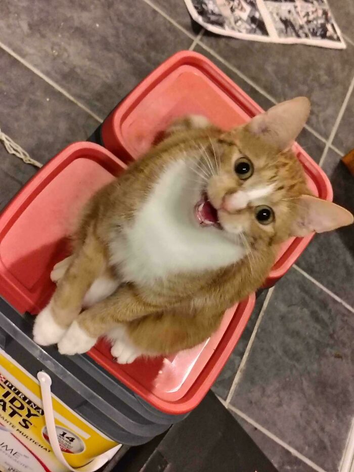 Orange and white cat sitting on red containers, looking up with mouth open as if meowing loudly indoors.