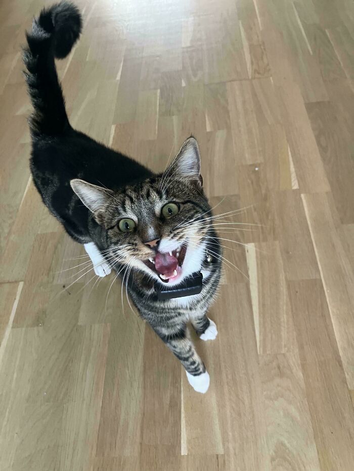 Tabby cat with white paws mid-meow on light wooden floor, showcasing cats who couldn’t keep their meows to themselves.