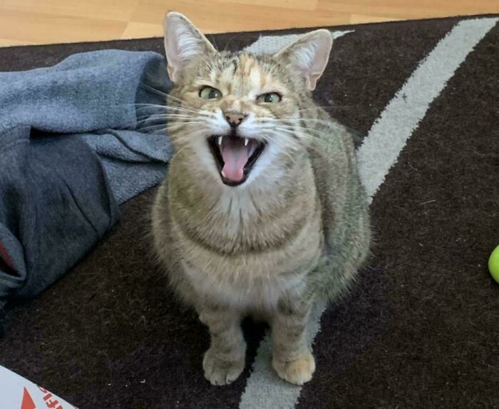 Grey tabby cat sitting on a rug with mouth open as if meowing, showing teeth and tongue clearly.