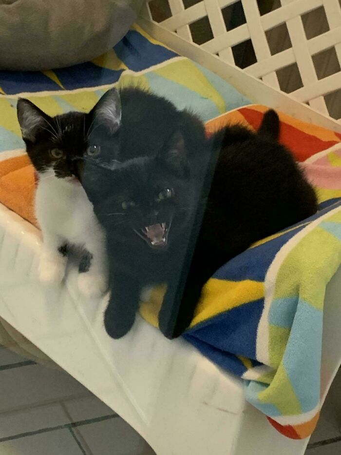 Two kittens, one black and one black-and-white, resting on a colorful blanket with the black kitten meowing loudly.