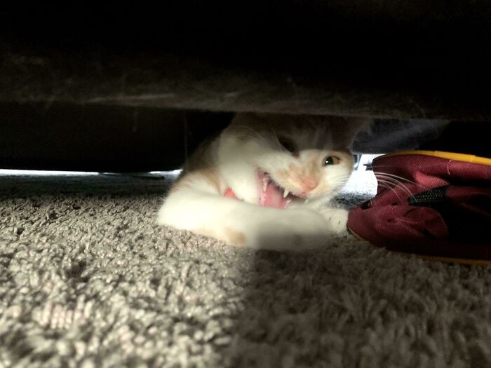 A cat lying on carpet under furniture with mouth open as if meowing loudly, showing its teeth.