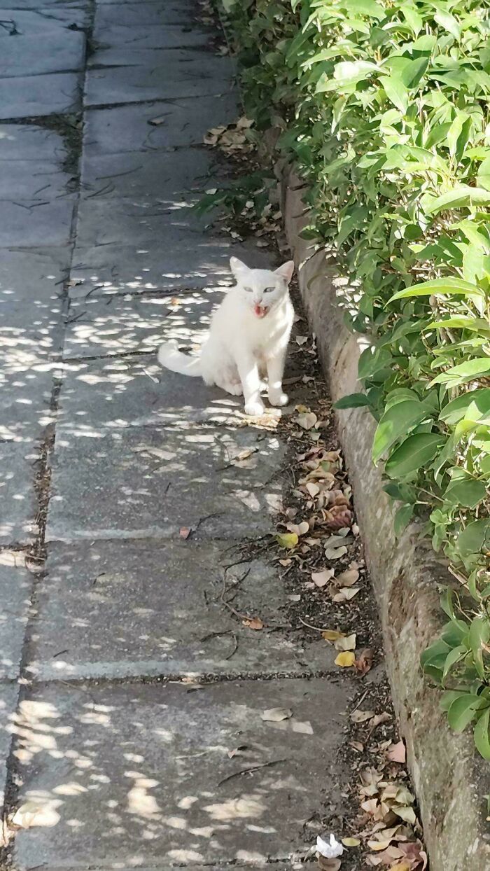 White cat sitting on a stone path next to green bushes, meowing with its mouth open in bright sunlight.