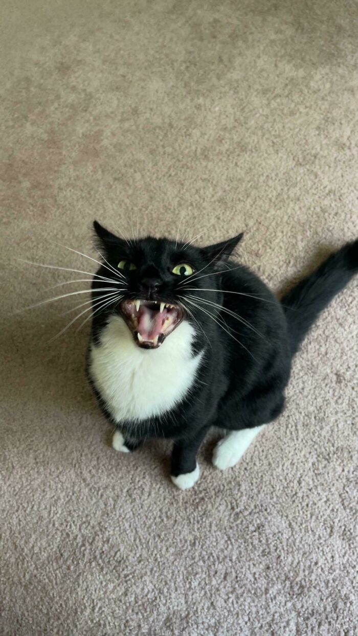 Black and white cat with mouth open wide, showing teeth while sitting on beige carpet, expressing a loud meow.