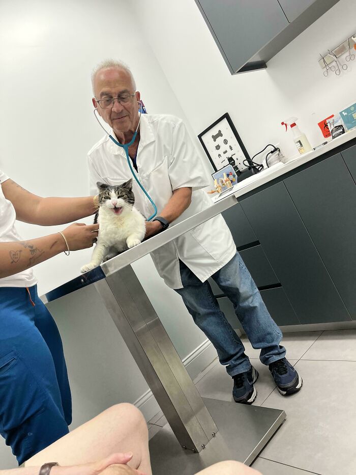 Cat meowing loudly on a vet's examination table with veterinarian using a stethoscope during checkup session.