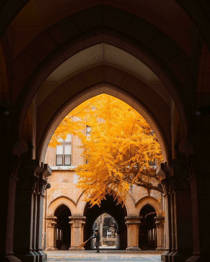 Gothic architectural arches framing a vibrant yellow tree with a person sweeping beneath in an impressive architectural feat.