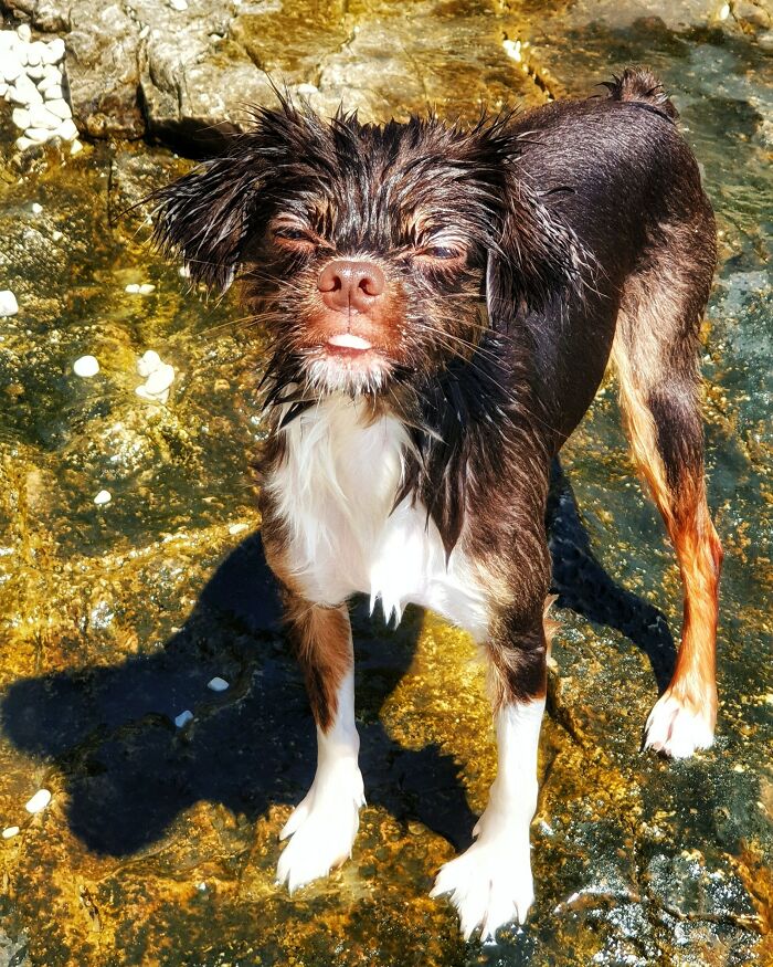 Wet dog with funny expression standing on rocky surface, one of the unphotogenic animal pics to make your day better.