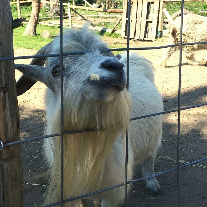 Unphotogenic goat making a funny face behind a wire fence in a sunny outdoor animal enclosure.