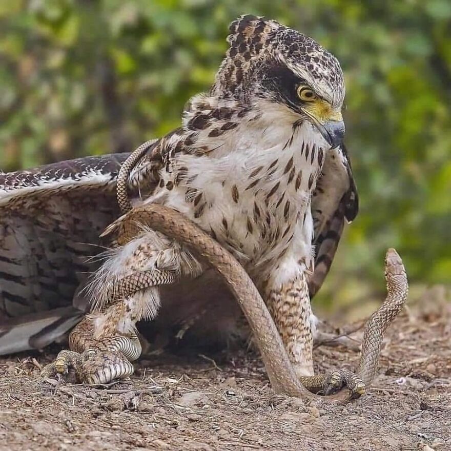 Hawk struggling with a snake in a natural setting showcasing a scary moment of nature’s wild interaction.
