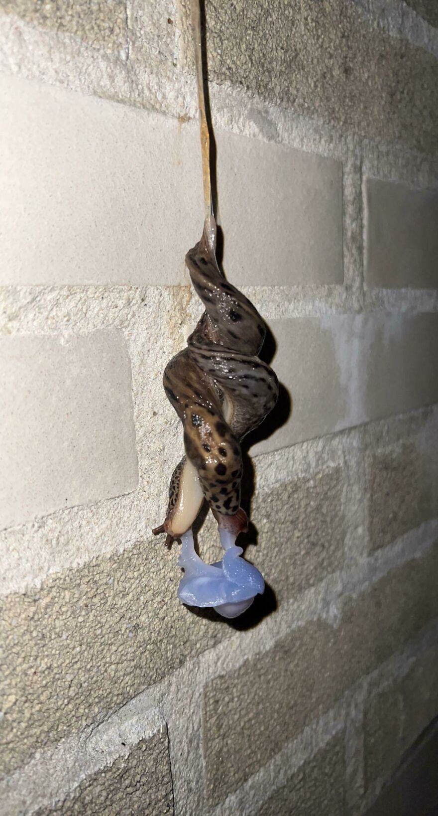 Two slugs tangled together hanging upside down on a rough stone wall, showcasing a scary nature moment.