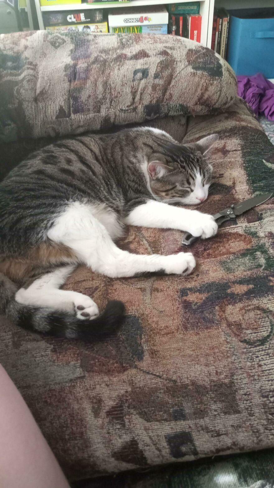 Tabby cat sleeping on a couch clutching a knife, showing a scary nature moment that made people say nope.