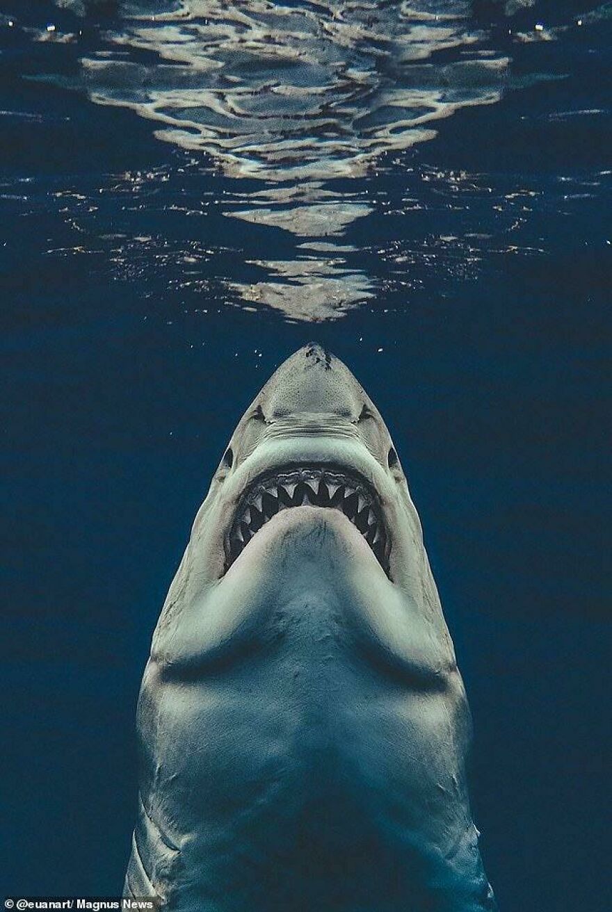 Great white shark underwater approaching surface with mouth open, showcasing nature’s scary and intimidating power.