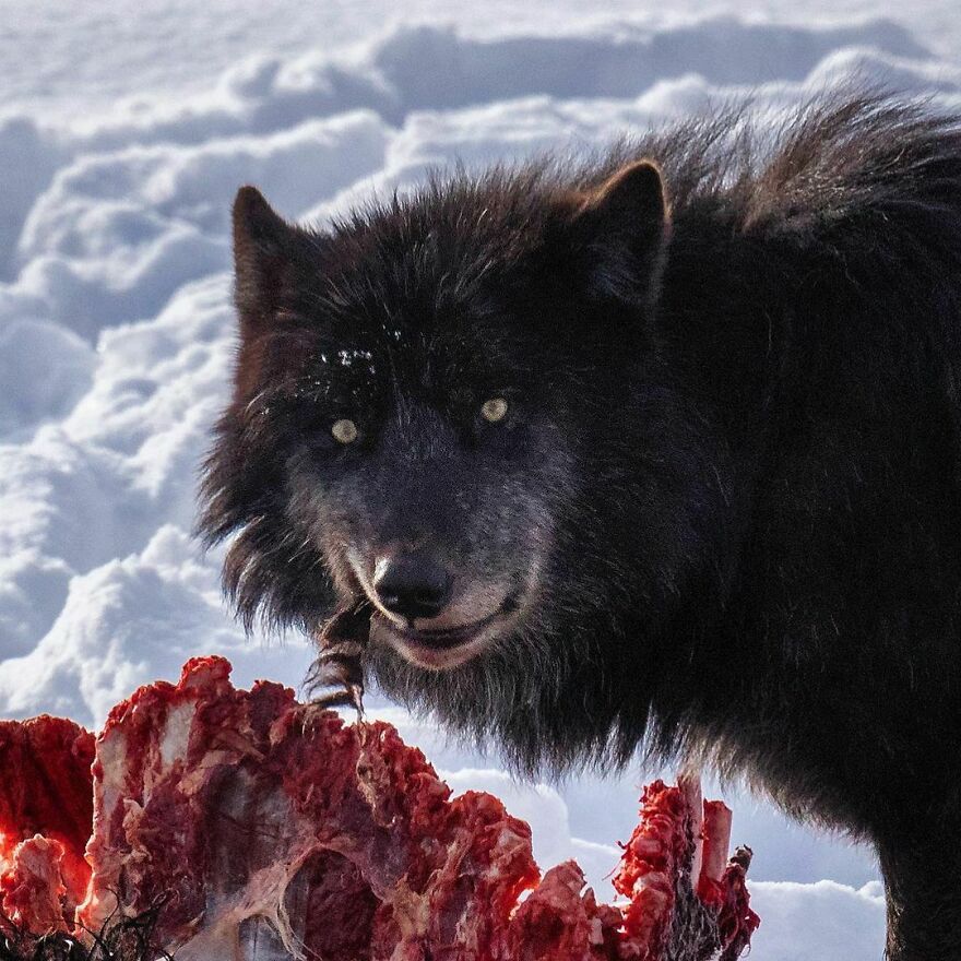 Black wolf eating a carcass in snowy wilderness, showcasing the scary side of nature in a wild natural setting.