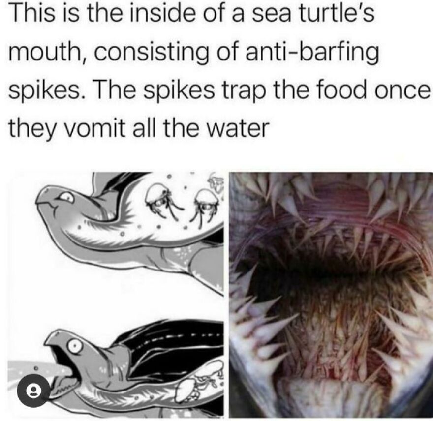 Inside a sea turtle's mouth with anti-barfing spikes that trap food after expelling water, showcasing nature's scary defense.
