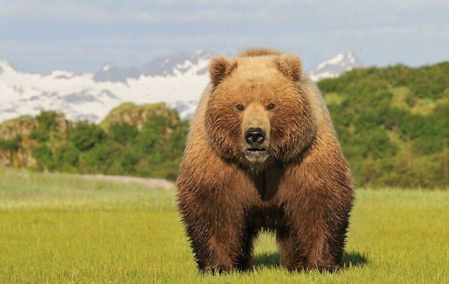 Brown bear standing in a grassy field with mountains in the background, showcasing nature making people go nope.