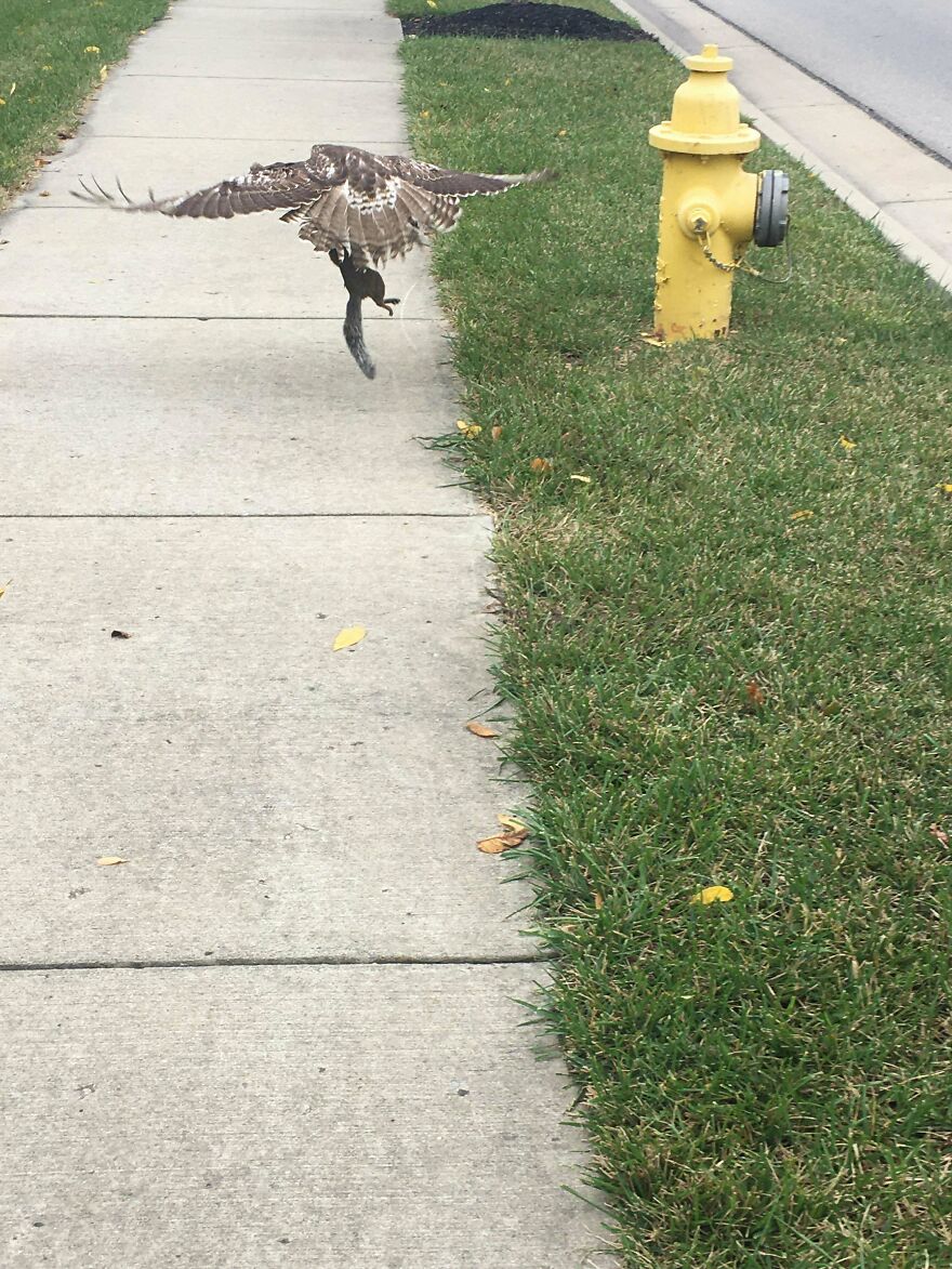Bird of prey capturing a smaller animal mid-flight on a suburban sidewalk near a yellow fire hydrant, showcasing nature's scary moments.