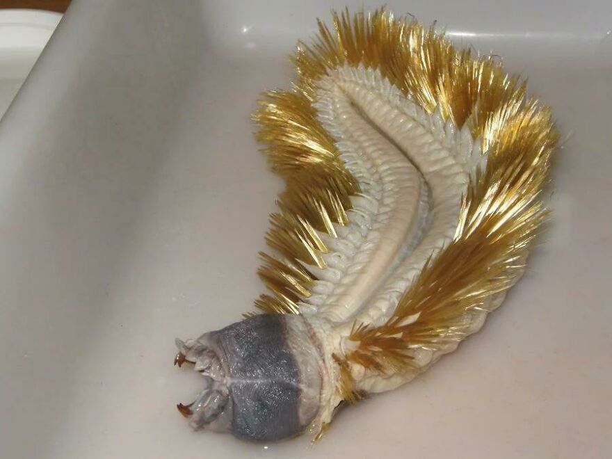 Bristle worm with golden bristles and sharp teeth on a white surface, an example of scary nature moments.