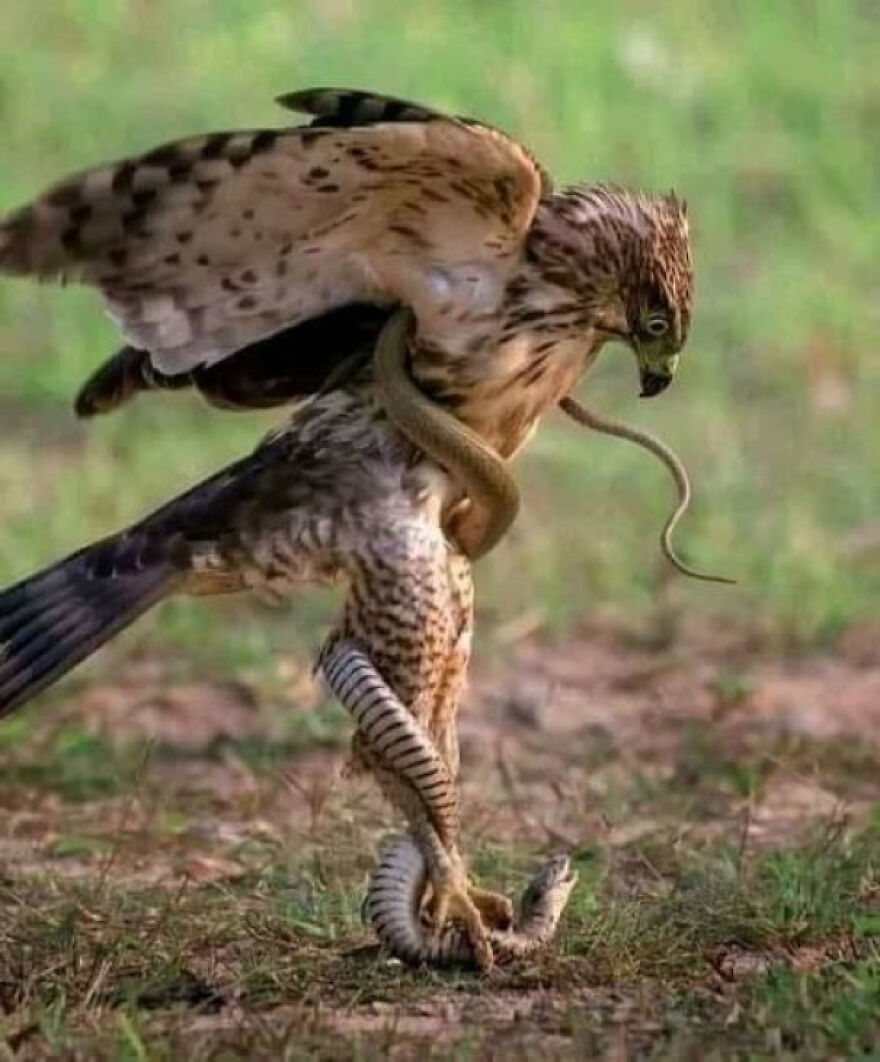 Hawk gripping a snake in nature, showcasing a dramatic wild encounter that makes people go nope.