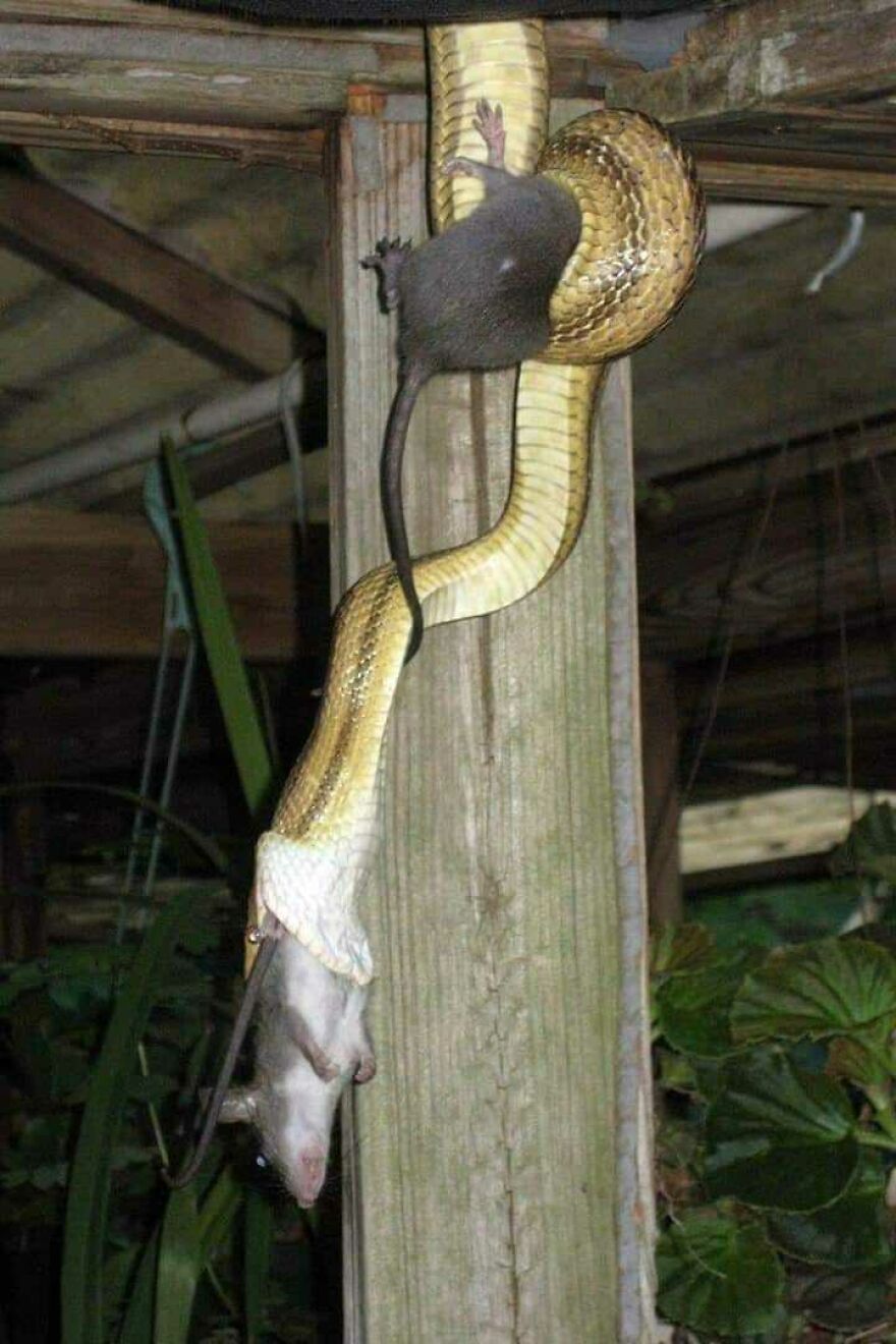 Snake constricting a rat on a wooden post, illustrating scary nature moments that make people go nope in the wild.