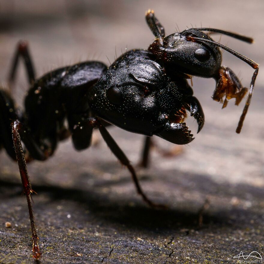 Close-up of a black ant on rough ground showcasing nature's scary and intense details in extreme macro photography.