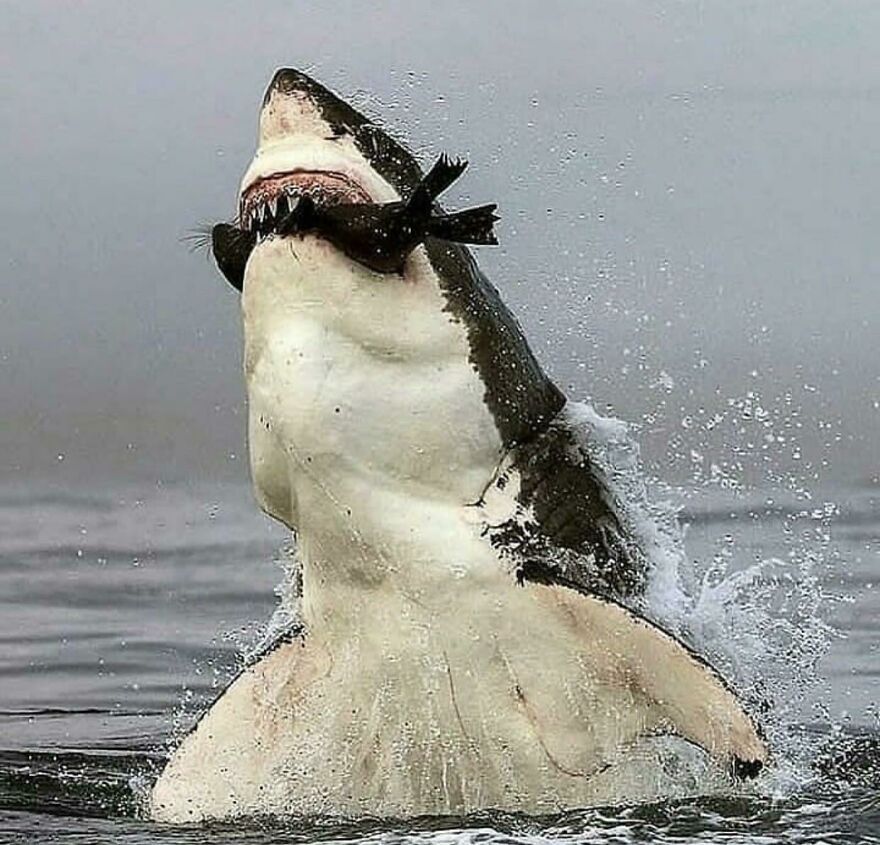 Great white shark breaching the water with a fish in its mouth, showcasing the scary side of nature.
