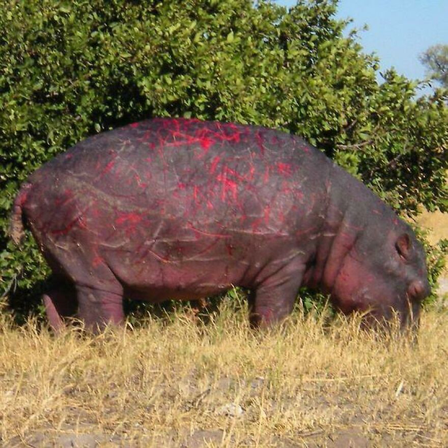 Hippo with red markings grazing in grassy area near dense green bushes, showing a rare nature scene that may startle people.