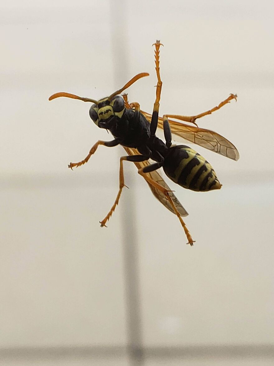 Close-up of a wasp with detailed wings and antennae showcasing nature's scary and unsettling moments.