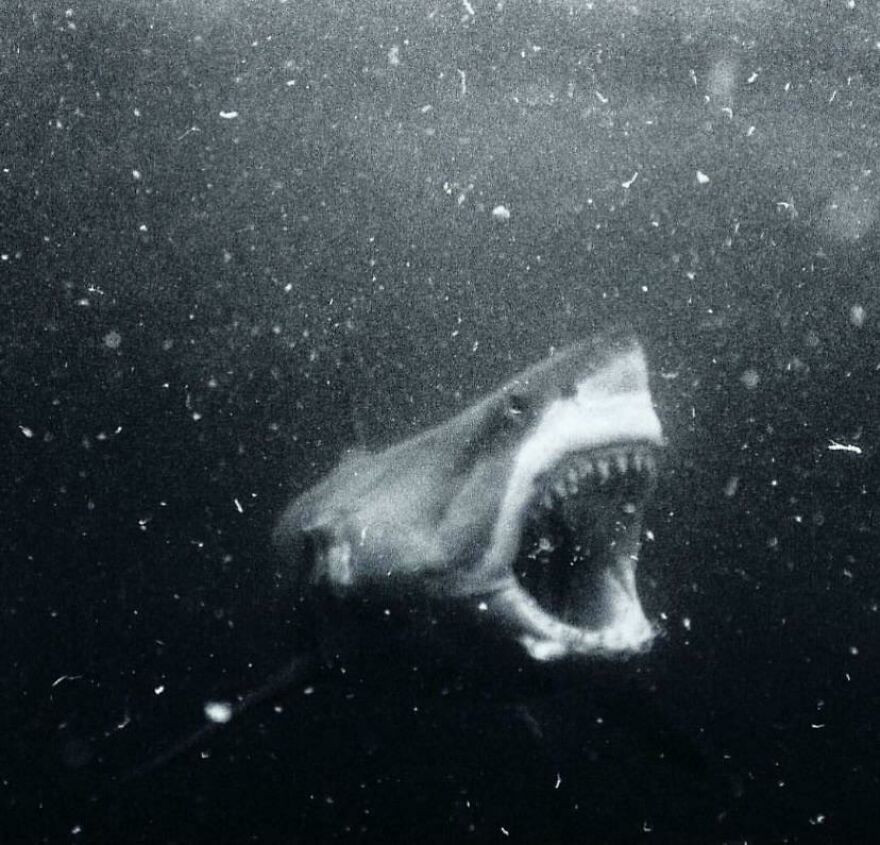 Shark with open jaws swimming in dark water, illustrating scary moments in nature that make people go nope.