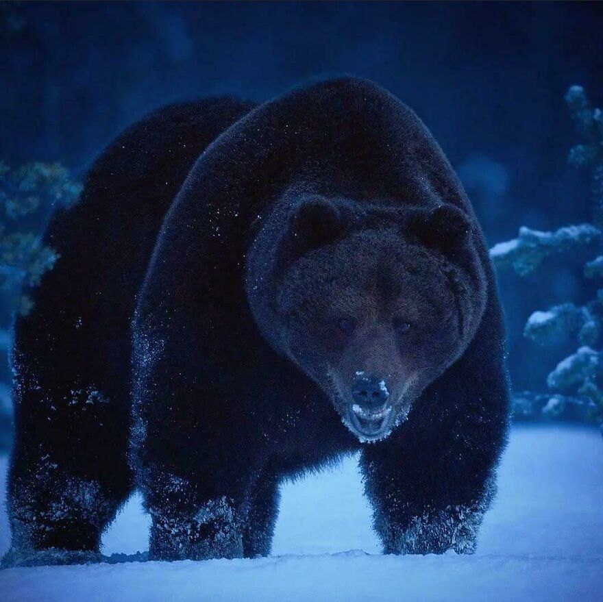 Large grizzly bear standing on snowy ground at night, showcasing the scary side of nature in a wild environment.