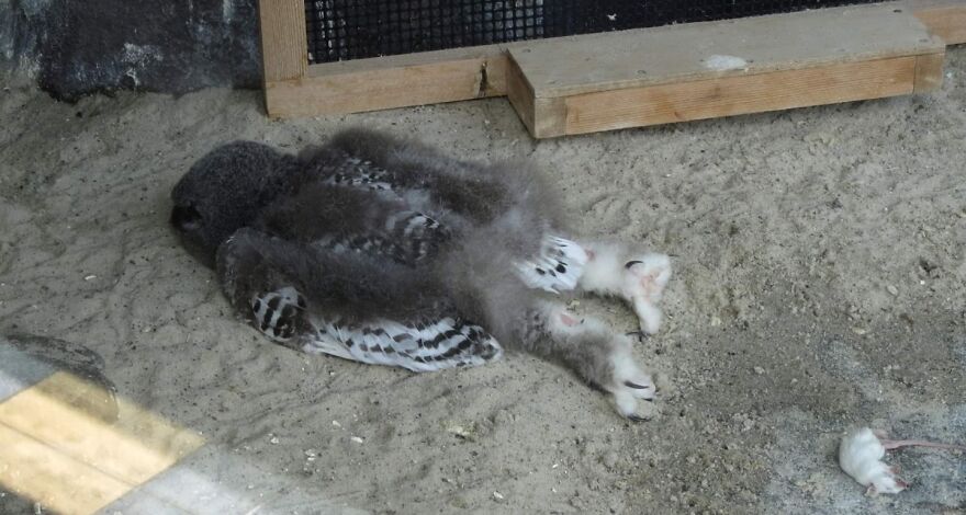 A fluffy young bird lying on sandy ground next to a captured mouse, showing a nature moment that made people go nope.