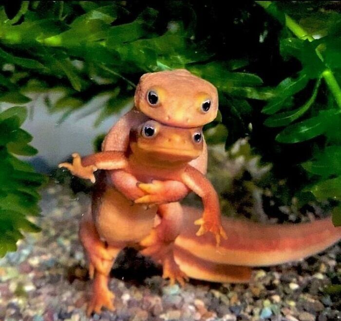 Two small orange salamanders in an awkward pose, one hugging the other under green foliage in a natural setting.