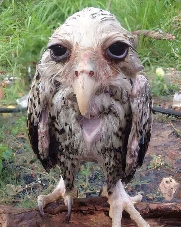 Wet bird standing on a log looking awkward and uncomfortable in an outdoor natural setting.