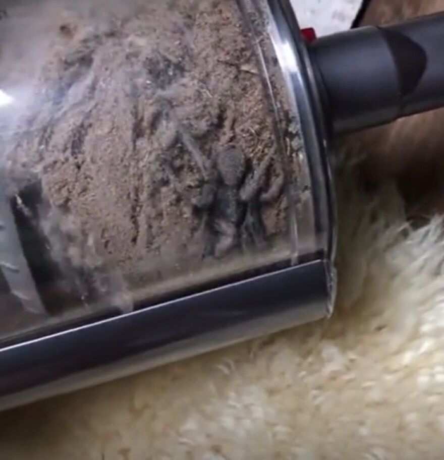 Close-up of a vacuum cleaner container filled with dirt and a large spider inside showing nature scary moments.