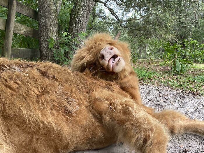 Unphotogenic fluffy animal lying on the ground with tongue out in a forest setting, making a funny face.