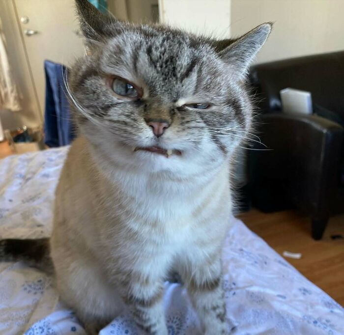 Unphotogenic cat with a funny facial expression sitting on a bed in a cozy indoor setting.