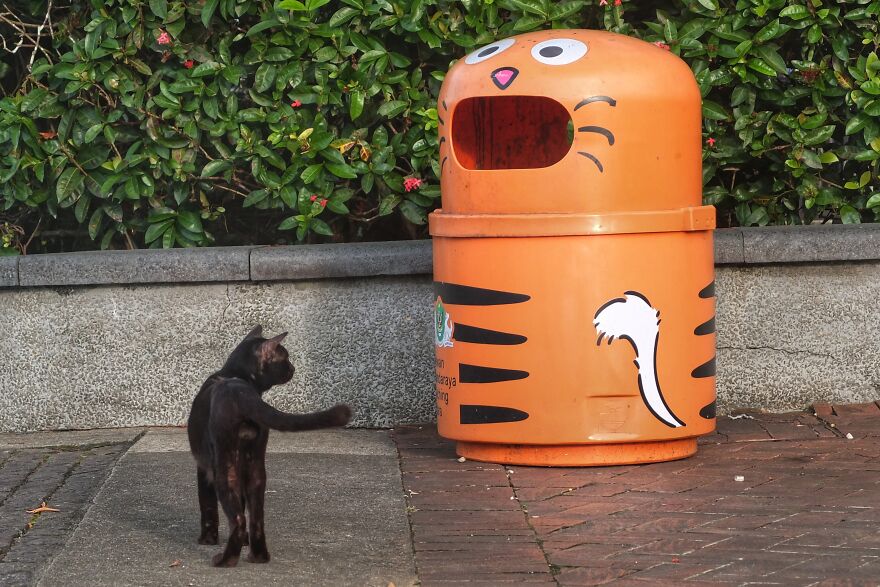 Beware Of Camera Ambush .