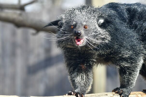 Binturong-2023-28-scaled-1.jpg