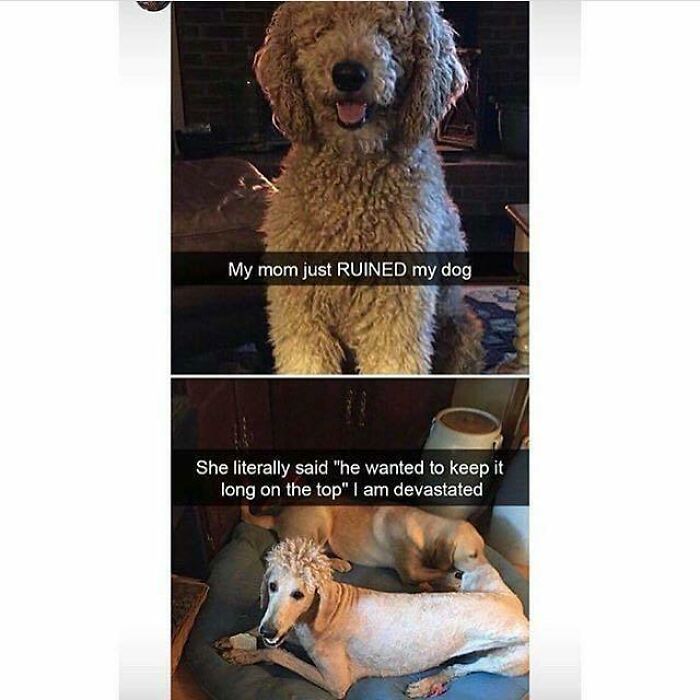 The Great Haircut Betrayal