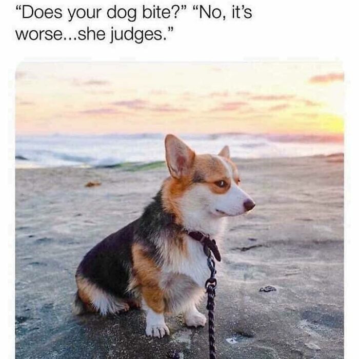 Silent But Deadly Judge