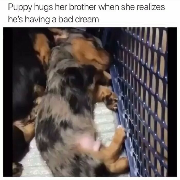 Comfort Comes in Fur