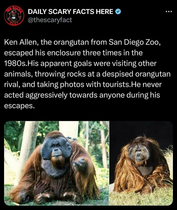 Orangutan Ken Allen known for escaping enclosure multiple times at San Diego Zoo, a notable scary fact about animal behavior. Orangutan Ken Allen known for escaping enclosure multiple times at San Diego Zoo, a notable scary fact about animal behavior.