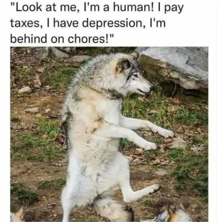 Wolf standing on hind legs with meme text about paying taxes, depression, and being behind on chores, casual nihilism meme humor.
