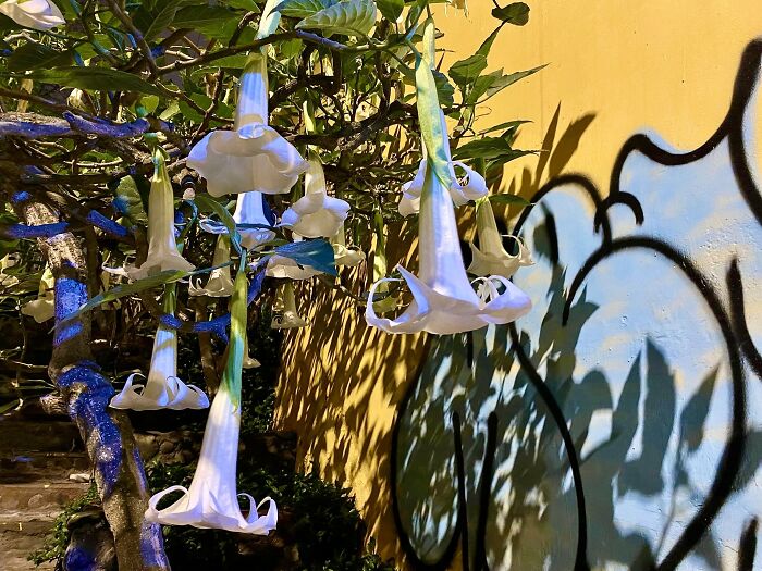 Floripondios And Mural (Dahlia Flowers And Mural )