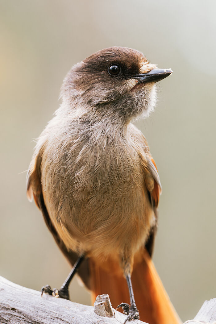 Close-up of a small bird perched on a branch in the woods, capturing nature in a peaceful cabin setting. Close-up of a small bird perched on a branch in the woods, capturing nature in a peaceful cabin setting.