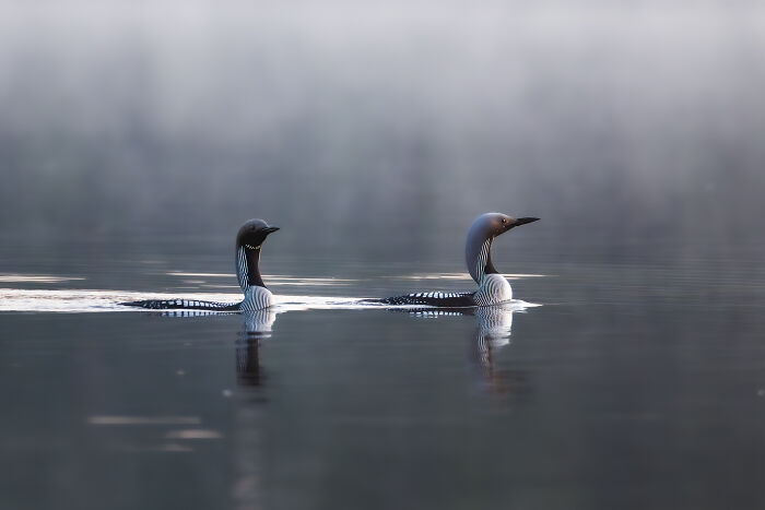 Two loons swimming peacefully on a calm lake near a cabin in the woods, capturing nature's tranquility. Two loons swimming peacefully on a calm lake near a cabin in the woods, capturing nature's tranquility.