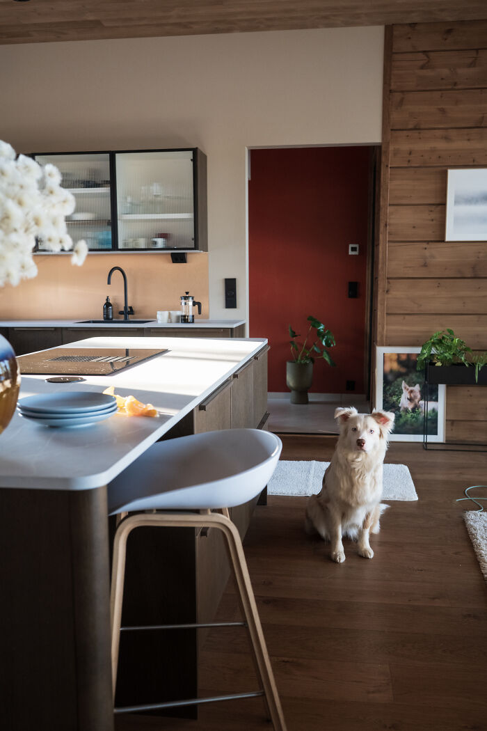 Cozy cabin in the woods kitchen with modern island, wooden walls, indoor plants, and a dog sitting on the floor. Cozy cabin in the woods kitchen with modern island, wooden walls, indoor plants, and a dog sitting on the floor.