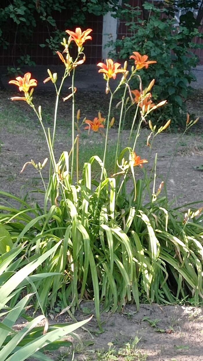 "Do You Like To Draw Flowers?": I Paint Lilies And Enjoy The Process (12 Pics)