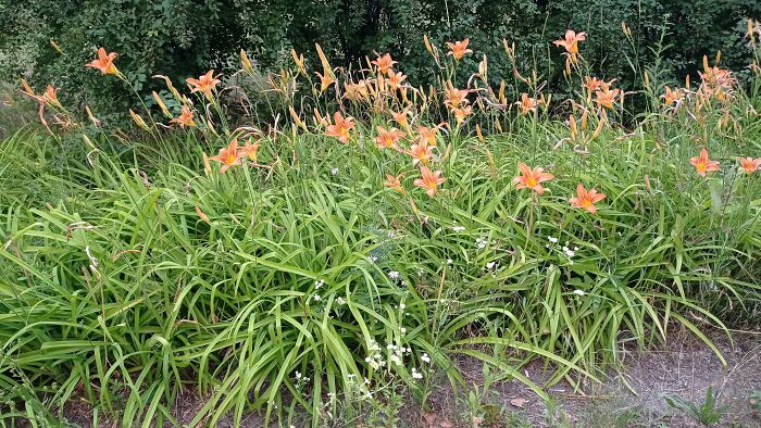 "Do You Like To Draw Flowers?": I Paint Lilies And Enjoy The Process (12 Pics)