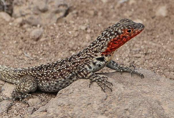 Galpagos_Lava_Lizard_02_cropped-6884dd193aca0.jpg