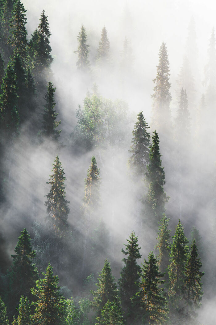 Mist-covered trees in a dense forest, capturing the serene beauty of a cabin in the woods retreat. Mist-covered trees in a dense forest, capturing the serene beauty of a cabin in the woods retreat.