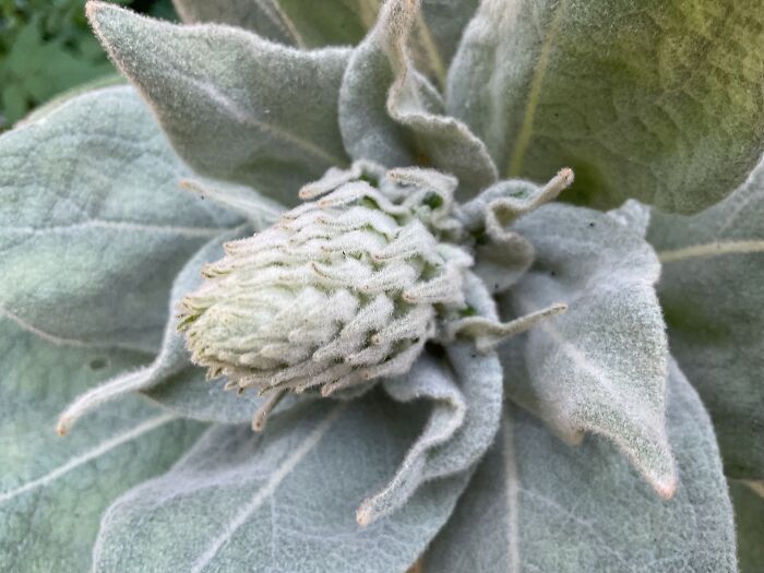 Wild Mullein Growing In My Back Yard